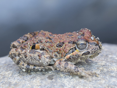 Chile Four-Eyed Frog photo 5