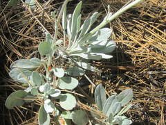 Packera candidissima