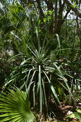 Agave angustifolia