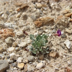 Astragalus calycosus