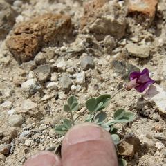 Astragalus calycosus