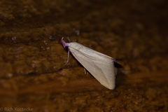 Phytometra obliqualis