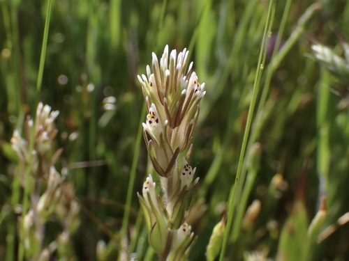 iNaturalist observation photo of valley tassels