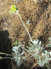 Packera candidissima