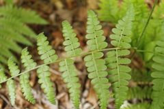 Pteridium aquilinum image