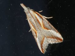 Arotrophora arcuatalis