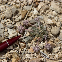 Eriogonum villiflorum