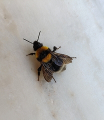 Bombus argillaceus