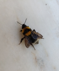 Bombus argillaceus