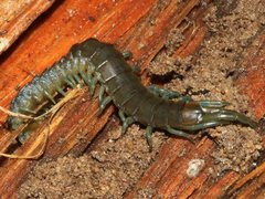 Cormocephalus esulcatus