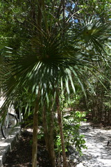 Coccothrinax readii