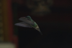 Saucerottia cyanifrons