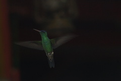 Saucerottia cyanifrons