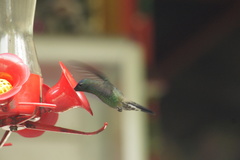 Saucerottia cyanifrons