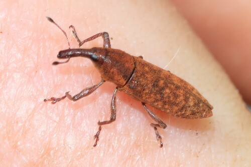 Lixus merula