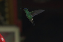 Saucerottia cyanifrons