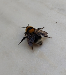 Bombus argillaceus