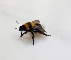 Bombus argillaceus