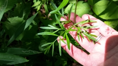 Perideridia americana