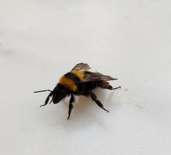 Bombus argillaceus