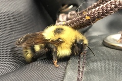 Bombus flavidus flavidus