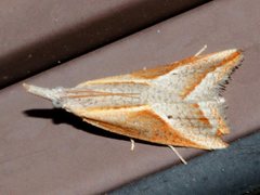 Arotrophora arcuatalis