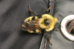 Bombus flavidus flavidus