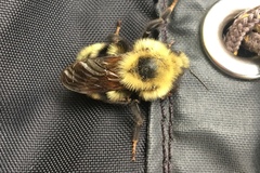 Bombus flavidus flavidus