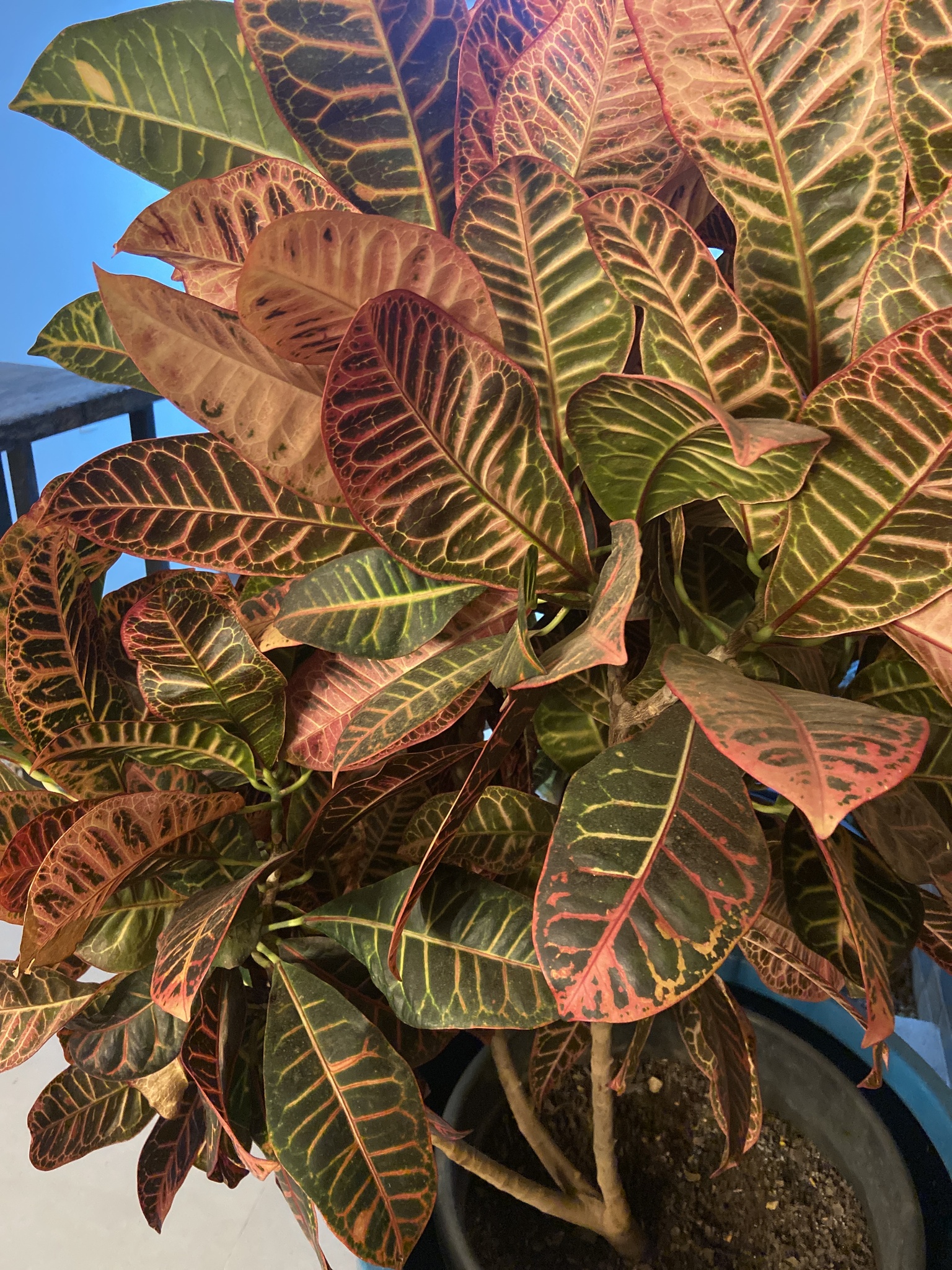 Codiaeum variegatum