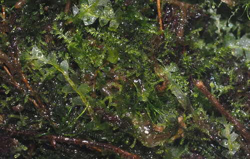 Cephalozia lucens