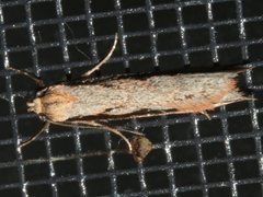 Leptocroca sanguinolenta