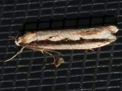 Leptocroca sanguinolenta