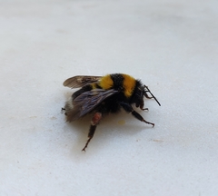 Bombus argillaceus