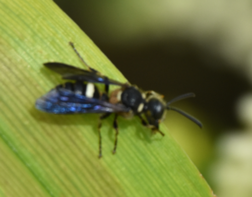 Smoky-winged Beetle Bandit Wasp photo 5