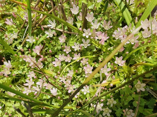 Bog pimpernel (Lysimachia tenella)