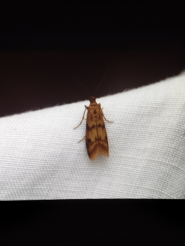 Homoeosoma sinuella