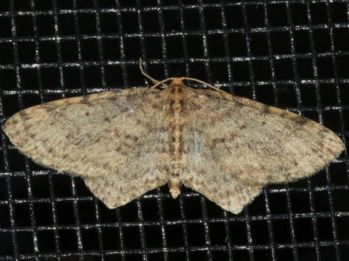 Poecilasthena scoliota (Meyrick, 1891)