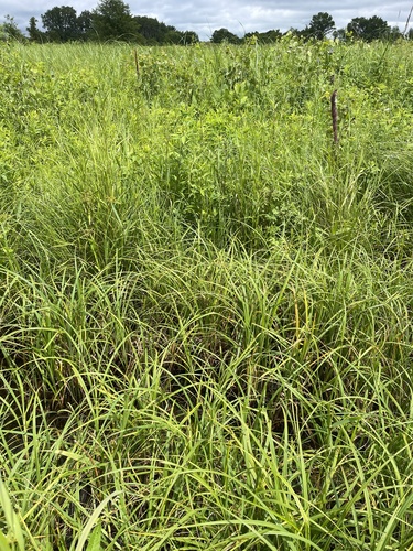 Image of Carex lacustris by (c) Brandon Corder, some rights reserved (CC BY)
