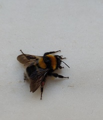 Bombus argillaceus