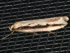 Leptocroca sanguinolenta