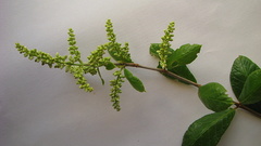 Trigonia nivea pubescens