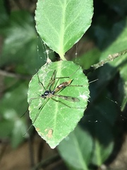 Ptychoptera quadrifasciata