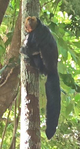 キンガオサキ
