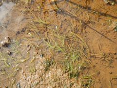 Zostera japonica