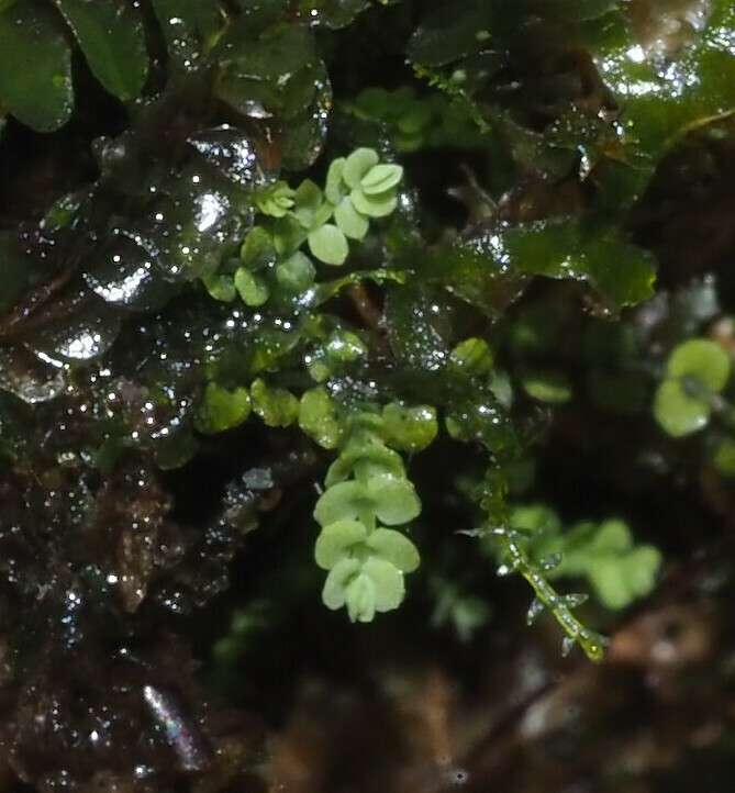 Southbya organensis