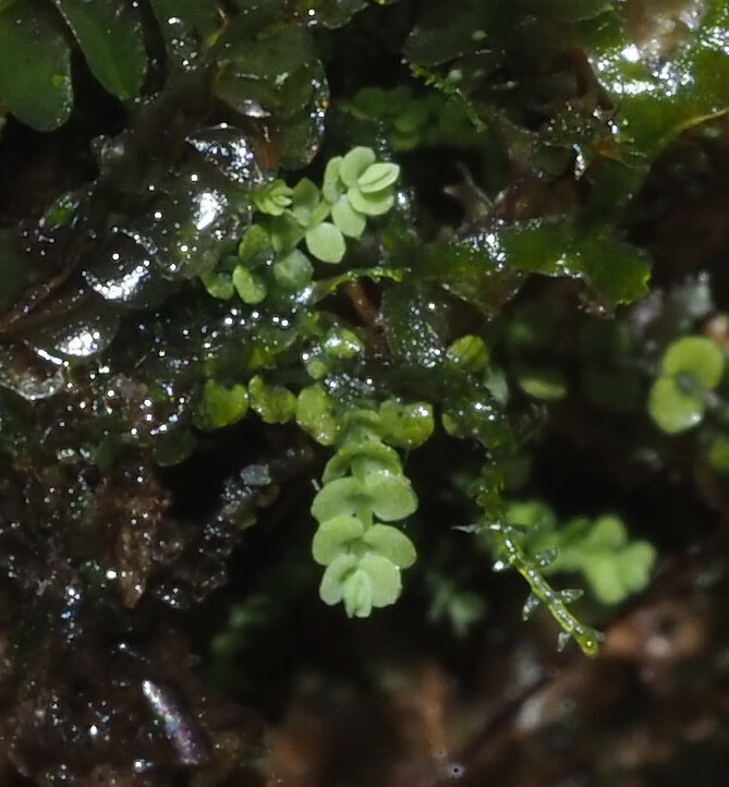 Southbya organensis