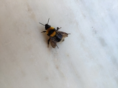 Bombus argillaceus