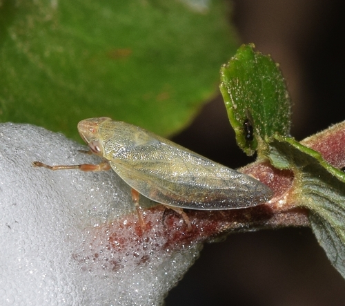 Willow Spittlebug, photo 2 of 8