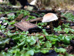 Tympanella galanthina