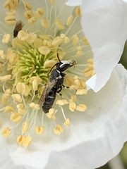 Hylaeus episcopalis